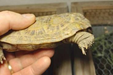 Schildkröten  kaufen und verkaufen Foto: 2,0,0,M.Tornieri zu verkaufen