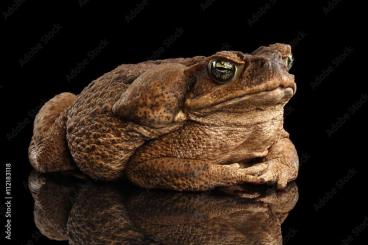 Frösche  kaufen und verkaufen Foto: Search: Bufo Alvarius (Colorado toad)
