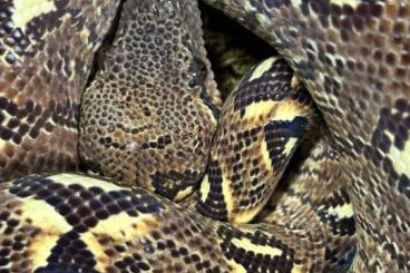 Boas kaufen und verkaufen Foto: Sanzinia ,Madagaskar Hundskopfboa NZ 23 Boas kaufen und verkaufen Foto: Sanzinia ,Madagaskar Hundskopfboa NZ 23