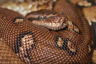 Pythons kaufen und verkaufen Photo: Angola Python ( Python anchietae) abzugeben Pythons kaufen und verkaufen Photo: Angola Python ( Python anchietae) abzugeben