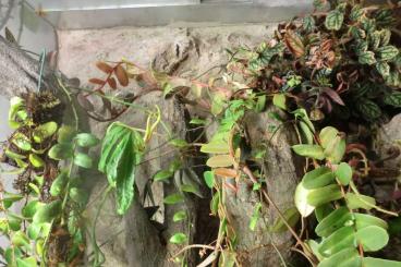 Poison dart frogs kaufen und verkaufen Photo: Terrarium ,Pflanzen, Regenwald Pflanzen ,Paludarium