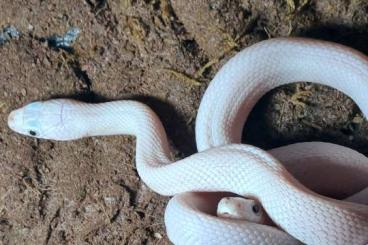 Schlangen kaufen und verkaufen Foto: 0.2 Texas Kükennatter Leuzistisch nz 25 Schlangen kaufen und verkaufen Foto: 0.2 Texas Kükennatter Leuzistisch nz 25
