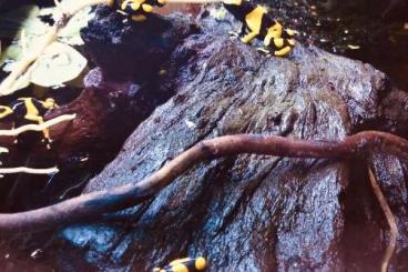 Pfeilgiftfrösche kaufen und verkaufen Foto: Biete 6 Dendrobates leucomelas 