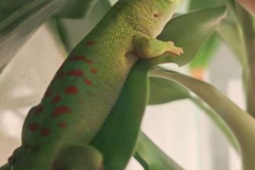 Geckos kaufen und verkaufen Photo: phelsuma grandis Männchen 