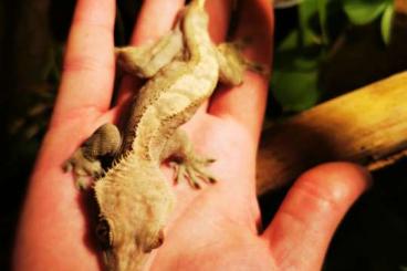 Geckos kaufen und verkaufen Foto: Kronengecko Männchen 2j. 