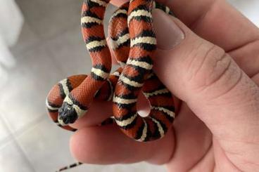 Colubrids kaufen und verkaufen Photo: Lampropeltis Pyromelana Pyromelana 