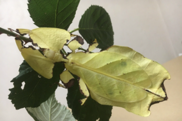 Insekten kaufen und verkaufen Foto: Phyllium giganteum Gold wandelnde Blätter