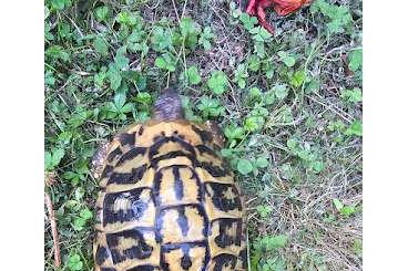 Landschildkröten kaufen und verkaufen Foto: THH 1.3 Madonie und THH 1.3 Apulien  jeweils Adulte Gruppen