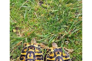Tortoises kaufen und verkaufen Photo: 0.4.3 Testudo Heramnni Hermanni NZ Calabria