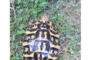Tortoises kaufen und verkaufen Photo: THH 1.3 Madonie und THH 1.3 Apulien jeweils Adulte Gruppen Tortoises kaufen und verkaufen Photo: THH 1.3 Madonie und THH 1.3 Apulien jeweils Adulte Gruppen