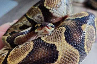 Königspythons kaufen und verkaufen Foto: 1.0 Enchi Sugar poss Blaze Königspython/Python regius