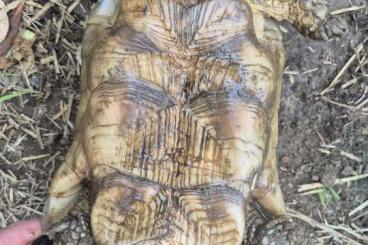Landschildkröten kaufen und verkaufen Foto: Adult Trio Marginata Albino and Heterozygotes
