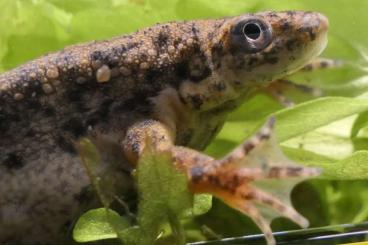 Frösche  kaufen und verkaufen Foto: Pipa parva, Pseudhymenochirus merlini