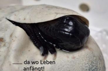 Echsen kaufen und verkaufen Foto: ..... da wo Leben anfängt ! Echsen kaufen und verkaufen Foto: ..... da wo Leben anfängt !
