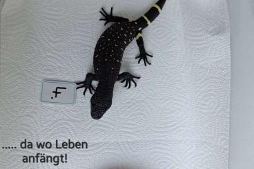 Lizards kaufen und verkaufen Photo: ..... da wo Leben anfängt !