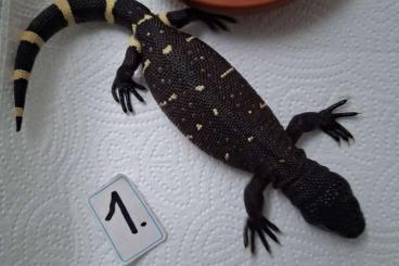 Lizards kaufen und verkaufen Photo: ....... sehr günstig abzugeben !!!! Lizards kaufen und verkaufen Photo: ....... sehr günstig abzugeben !!!!