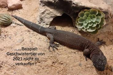 Echsen kaufen und verkaufen Foto: ....... sehr günstig abzugeben !!!! Echsen kaufen und verkaufen Foto: ....... sehr günstig abzugeben !!!!