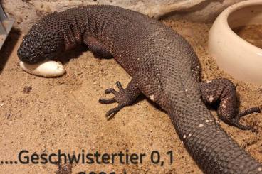 Echsen kaufen und verkaufen Foto: ☆☆☆..... suche 1,0 Heloderma horridum oder tausche !! ☆☆☆ Echsen kaufen und verkaufen Foto: ☆☆☆..... suche 1,0 Heloderma horridum oder tausche !! ☆☆☆