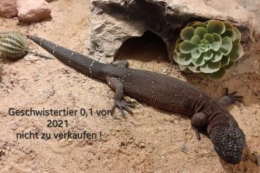Echsen  kaufen und verkaufen Foto: ☆☆☆..... suche 1,0 Heloderma horridum oder tausche !! ☆☆☆