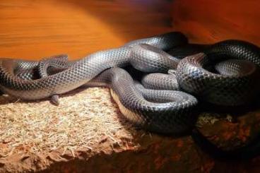 Snakes kaufen und verkaufen Photo: NZ 2023 Lampropeltis micropholis (t.gaigeae)