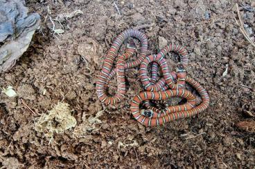 Schlangen kaufen und verkaufen Foto: Lampropeltis gaigeae L.knoblochi