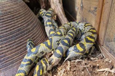 Snakes kaufen und verkaufen Photo: Ein Paar Mandarinnattern NZ 2021 Snakes kaufen und verkaufen Photo: Ein Paar Mandarinnattern NZ 2021