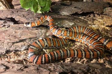 Snakes kaufen und verkaufen Photo: Paar Chihuahua Berg-Königsnattern Snakes kaufen und verkaufen Photo: Paar Chihuahua Berg-Königsnattern