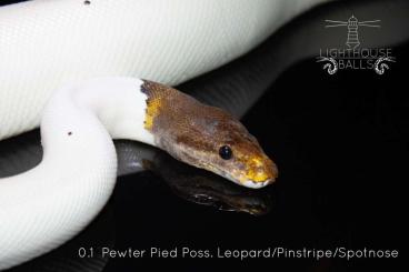Ball Pythons kaufen und verkaufen Photo: Python Regius/ Königspython Ball Pythons kaufen und verkaufen Photo: Python Regius/ Königspython