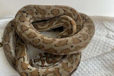 Pythons kaufen und verkaufen Photo: Morelia spilota mcdowelli CB21