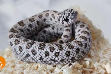 Schlangen kaufen und verkaufen Foto: Hognose Snakes (Heterodon nasicus) for Houten Snakeday