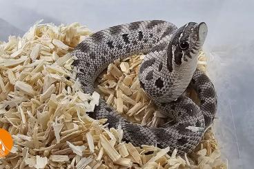 Snakes kaufen und verkaufen Photo: Heterodon Nasicus for Hamm and Houten