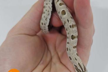 Schlangen kaufen und verkaufen Foto: Hognose Snakes (Heterodon nasicus) for Houten & Hamm