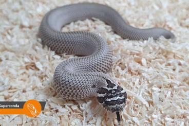 Schlangen kaufen und verkaufen Foto: Hognose Snakes (Heterodon nasicus) for Houten Snakeday