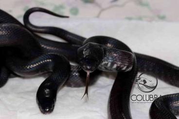 Schlangen kaufen und verkaufen Foto: Colubrids for Snakeday 10th October 