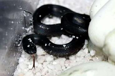 Schlangen kaufen und verkaufen Foto: Lampropeltis nigrita CB2021 