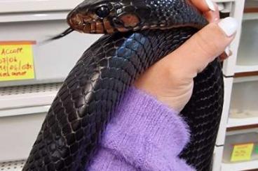 Snakes kaufen und verkaufen Photo: 1.1 proven breeders Drymarchon couperi