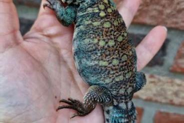 Lizards kaufen und verkaufen Photo: 1.1 Uromastyx thomasi 1.1 Uromastyx philbyi 