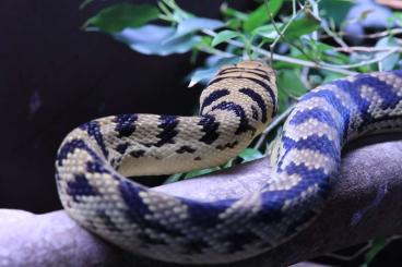 Schlangen kaufen und verkaufen Foto: Simalia amethystina & Morelia viridis Schlangen kaufen und verkaufen Foto: Simalia amethystina & Morelia viridis