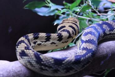 Schlangen kaufen und verkaufen Foto: Simalia amethystina & Morelia viridis 