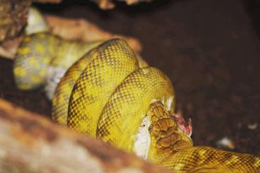 Schlangen kaufen und verkaufen Foto: 1.1 Simalia clastolepis almost ready to breed