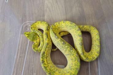 Schlangen kaufen und verkaufen Foto: 1.1 Morelia viridis biak sub adult