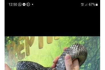 Snakes kaufen und verkaufen Photo: 1.1 CB adult Drymarchon corais 