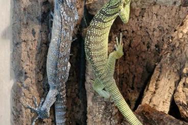 Monitor lizards kaufen und verkaufen Photo: Suche 1.0 Macraei 1.0 Reisingeri 
