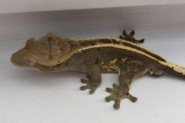 Geckos kaufen und verkaufen Photo: Verkaufe Kronengecko inklusive Terrarium 