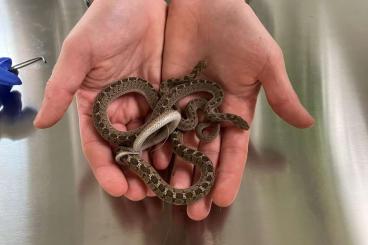 Colubrids kaufen und verkaufen Photo: Dasypeltis scabra for Hamm 