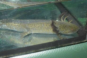 Schwanzlurche kaufen und verkaufen Foto: Verkaufe Ur-Axolotl (Ambystoma mexicanum)