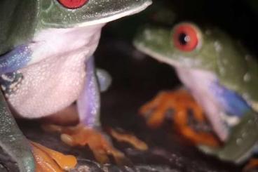 Frösche  kaufen und verkaufen Foto: Rotaugenlaubfrosch ///Agalychnis callidryas