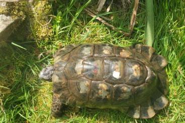 Landschildkröten kaufen und verkaufen Foto: Breitrandschildkröte, Testudo marginata, NZ 2000, GECHIPT