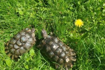 Tortoises kaufen und verkaufen Photo: ZUCHTPÄRCHEN Breitrandschildköten,Testudo marginata,NZ 2003 / 2000