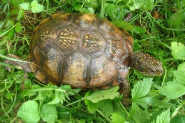 Sumpfschildkröten kaufen und verkaufen Foto: Dosenschildkröten, Terrapene carolina, Weibchen adult 